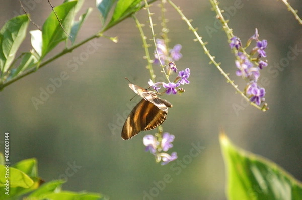 Obraz the beautiful nature