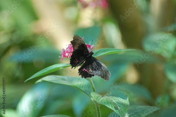 Obraz the beautiful nature