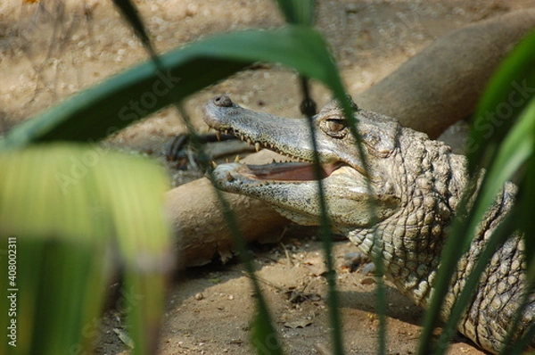 Obraz the beautiful nature