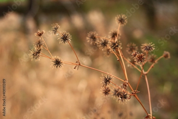 Obraz センダングサの果実　くっつき虫