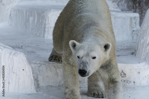 Obraz 書面を向くシロクマ