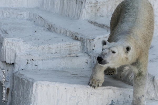 Obraz シロクマと氷