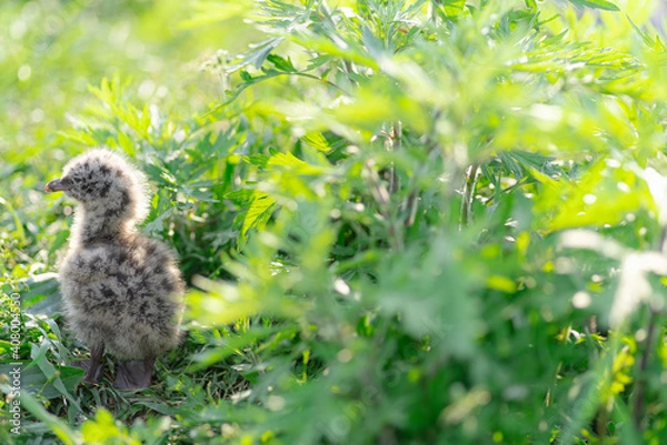 Obraz ウミネコの雛