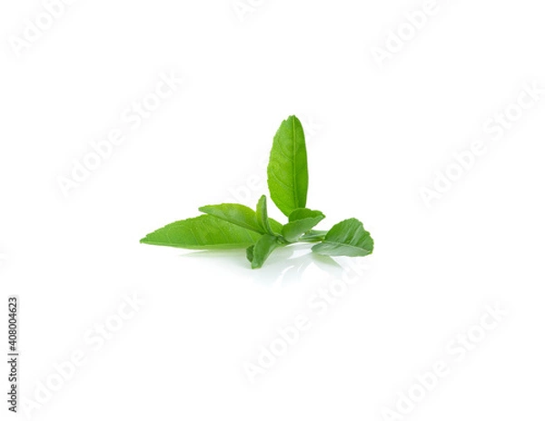 Obraz Lemon leaf isolated on white background