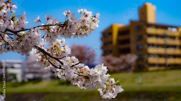 Obraz 桜