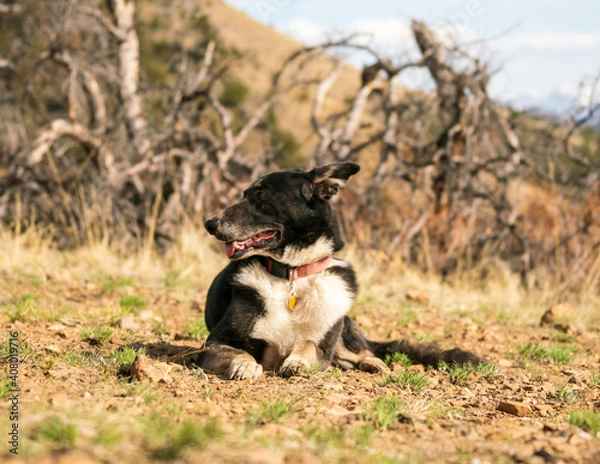 Fototapeta border collie dog