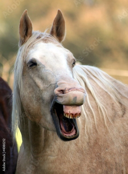 Fototapeta Lachen
