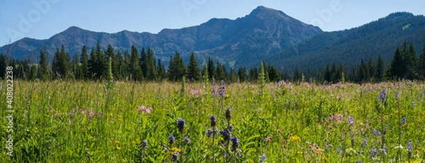Obraz meadow with flowers