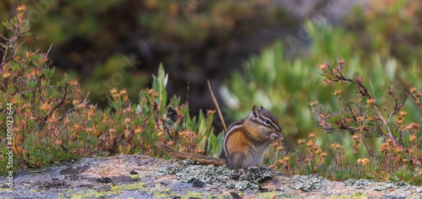 Obraz Squirrel enjoying a sunny day