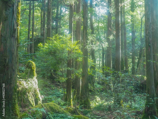 Obraz 【屋久島】大自然でリフレッシュ