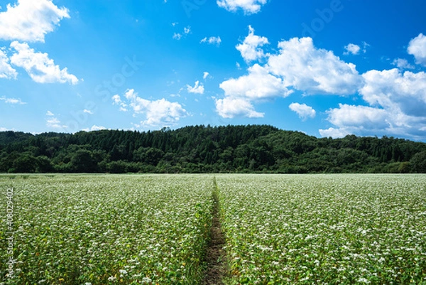 Obraz 青空と蕎麦畑