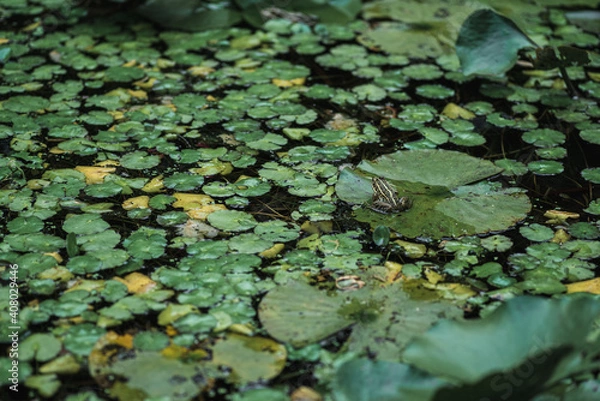 Fototapeta ウキクサとカエル
