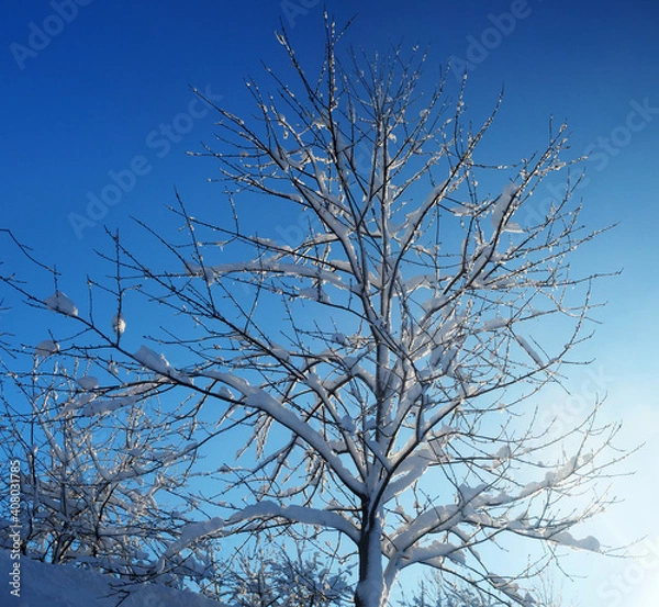 Obraz Baum im Schnee