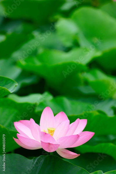 Fototapeta はすの花