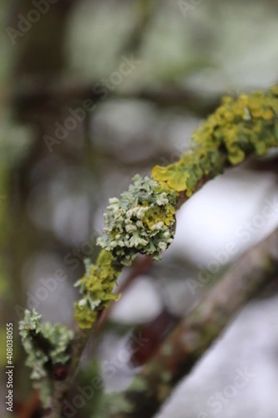 Obraz green moss on a branch