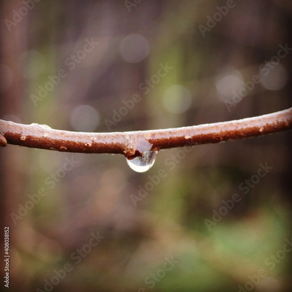 Fototapeta branch of a tree