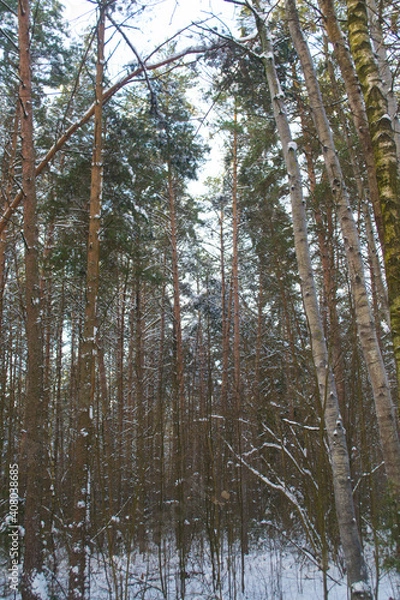 Obraz Winter Snowy Forest