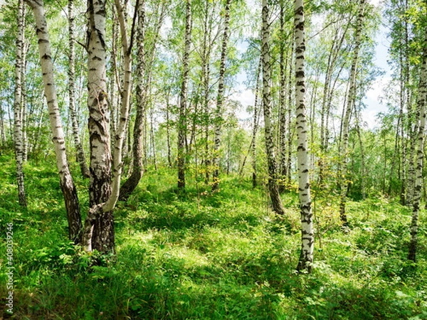 Fototapeta Birch grove with untouched grass on a summer sunny day.