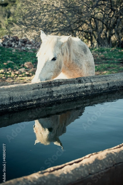 Obraz white horse reflected in the water