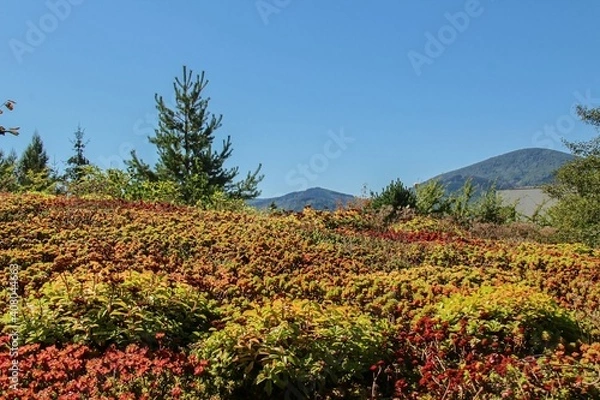 Fototapeta Colored stonecrops on a green roof