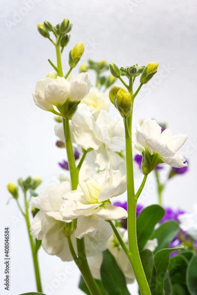 Obraz 八重咲きストック