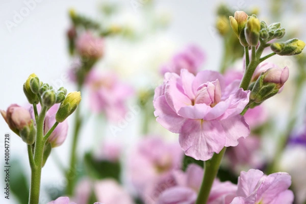 Obraz 八重咲きストック