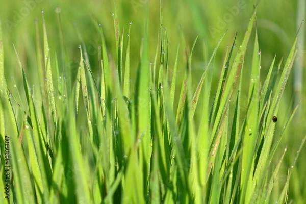 Fototapeta green grass background, rain droplets on the grass, spring