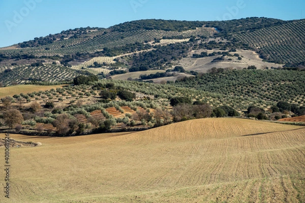Fototapeta Andalusian rural landscape of hills cultivated with olive trees and cereals
