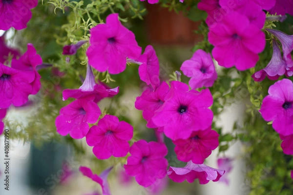 Obraz pink and purple flowers