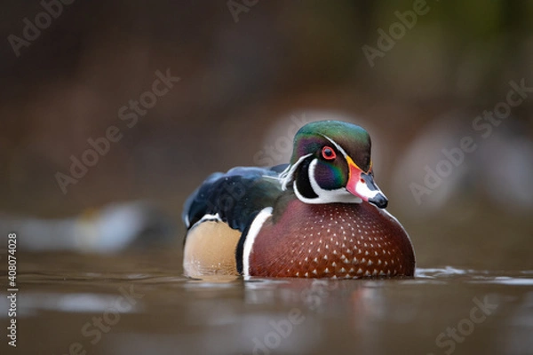 Obraz Wood duck