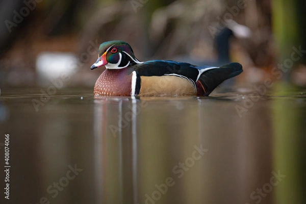 Obraz Wood duck