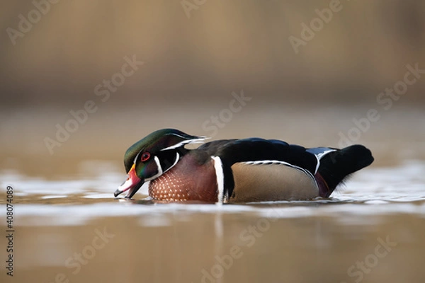 Obraz Wood duck