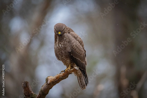 Obraz Buzzard portrait