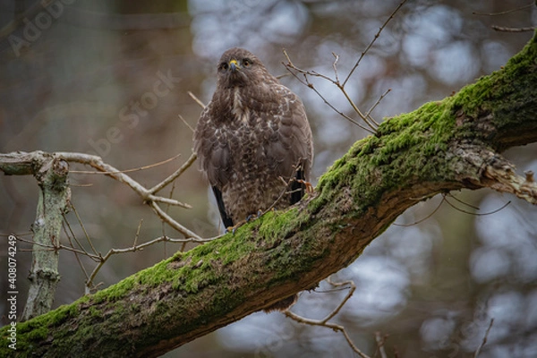 Obraz Buzzard portrait