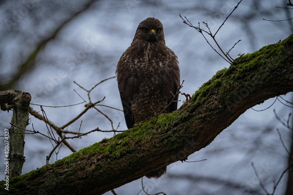Obraz Buzzard portrait