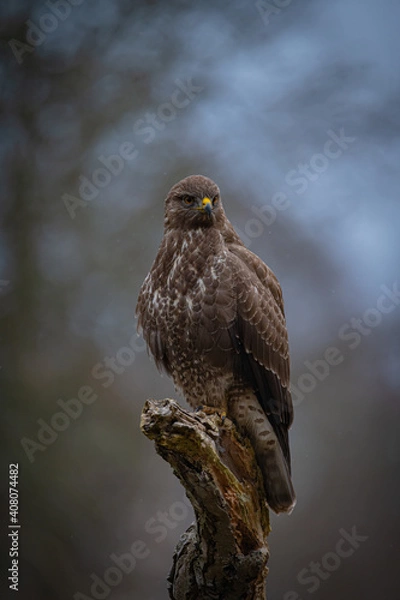 Fototapeta Buzzard portrait