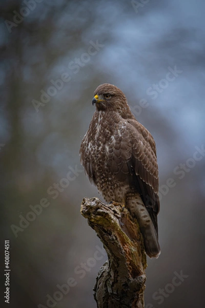 Obraz Buzzard portrait