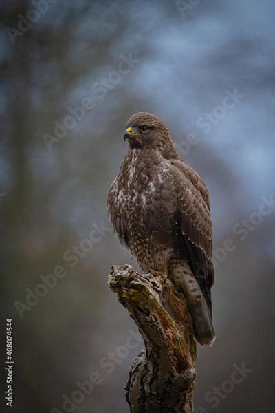 Obraz Buzzard portrait