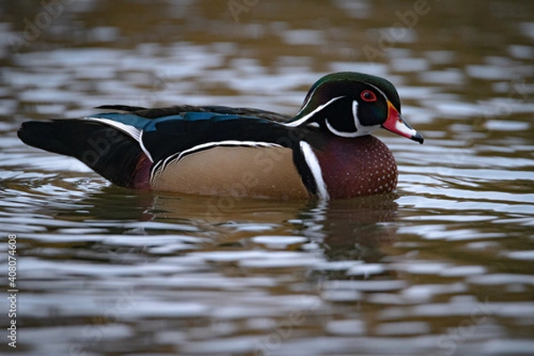 Obraz Wood duck