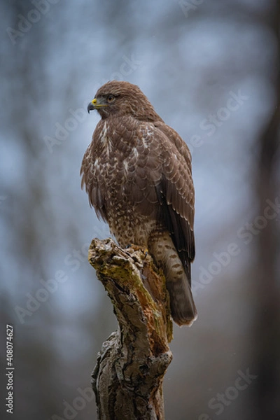 Fototapeta Buzzard portrait