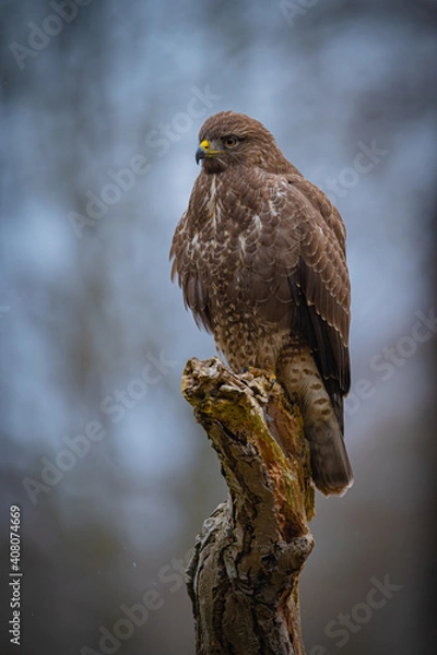 Fototapeta Buzzard portrait