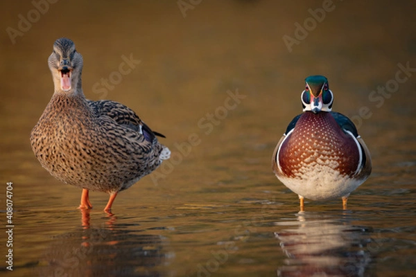 Obraz Wood duck
