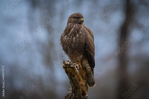 Obraz Buzzard portrait