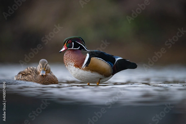 Obraz Wood duck