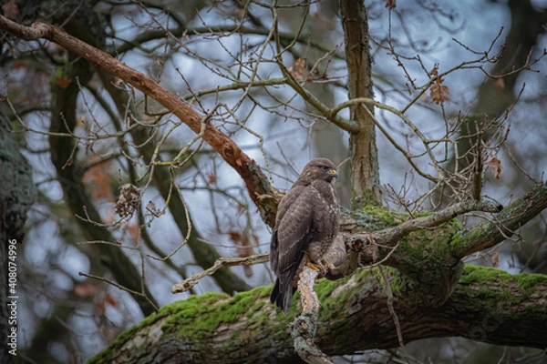 Obraz Buzzard portrait