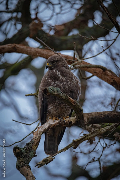 Obraz Buzzard portrait