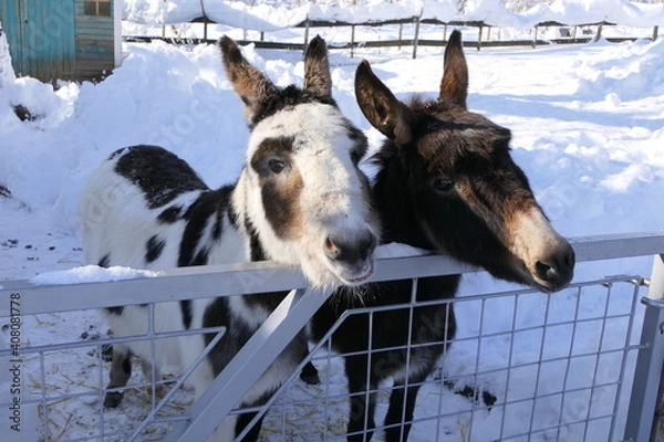 Fototapeta Rural scene with two donkeys in snow covered pen on a sunny day