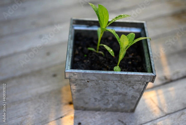 Fototapeta Sapling in the pot