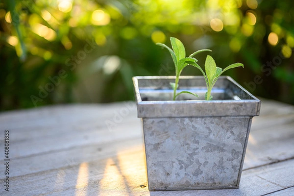 Fototapeta Sapling in the pot.