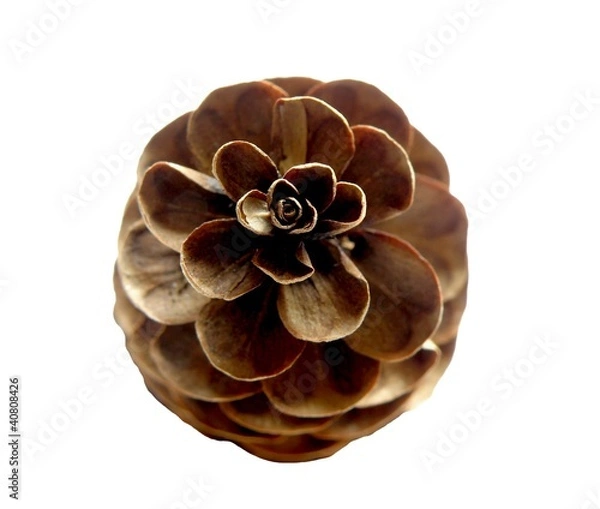 Obraz Spruce Pine Cone